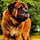 Jasper_der_Kater