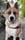 dogsamurai_hanzo