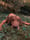 Dutch_cooper_vizsla