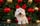 fluffy_cotondetulear