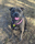 basil_bean_the_staffy