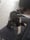 strider_the_doggo