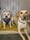 rescuewestie_crazydaisy