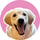 LucytheGoldenRetriever__