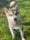 Olly.themalamute