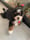 mazzel_thebernedoodle