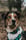 cody_welsh_collie