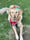 Flash_golden28
