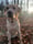 Denisewithdogs