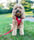 alffi.thecavapoo