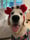 Gogo_Georgie_Go