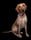 labrador_blaise