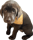 Birdie.chocolate.lab