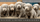 silverlininglabradors