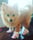Fancithepom