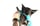 thetworescuepups