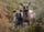 Hubblethewhippet