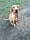Bella_fox_red_lab
