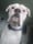 Milothewhiteboxer