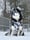 levithehuskyrescue