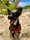 rescueblackyboi