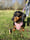 cocothesausagedog__