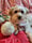 Bambi.shelter.to.helper