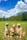 3goldens1heart