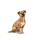 sportingwithterrier