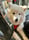 fluffy_ciri