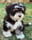 axel_the_havanese