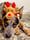 _willowthecattledog_