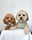 Walt.and.lily.shihpoo