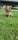 Benelli&Sawyer_dachsund