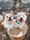 rocco_adventures