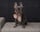 stellla_barktois