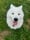 3_north_dogs
