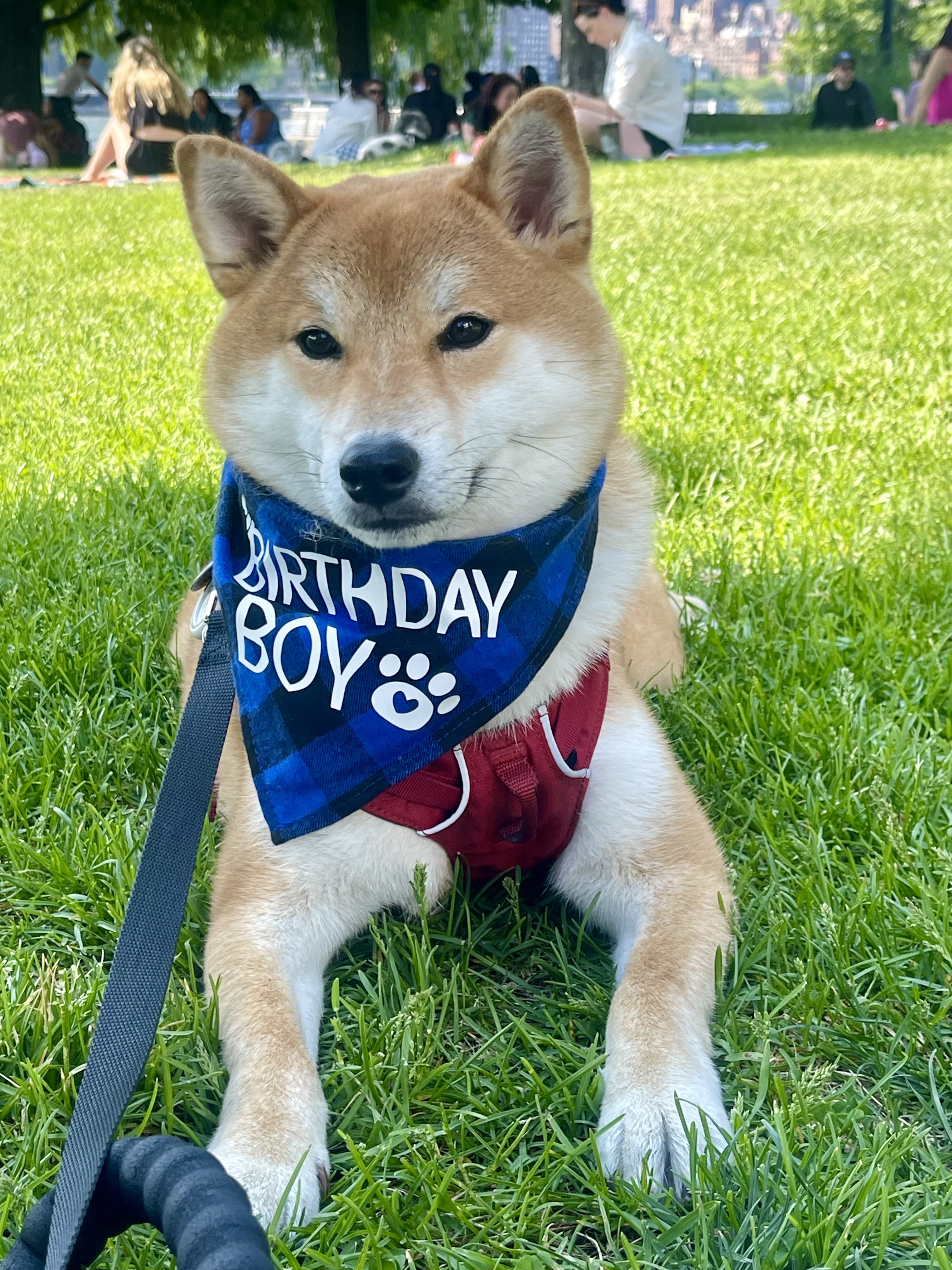 levi_shiberman