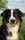 milo_the_not_so_mini_aussie