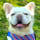 Fluffy_frenchie_pablo