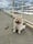 moose_cream_chow