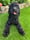 Mabeltheblackcockapoo