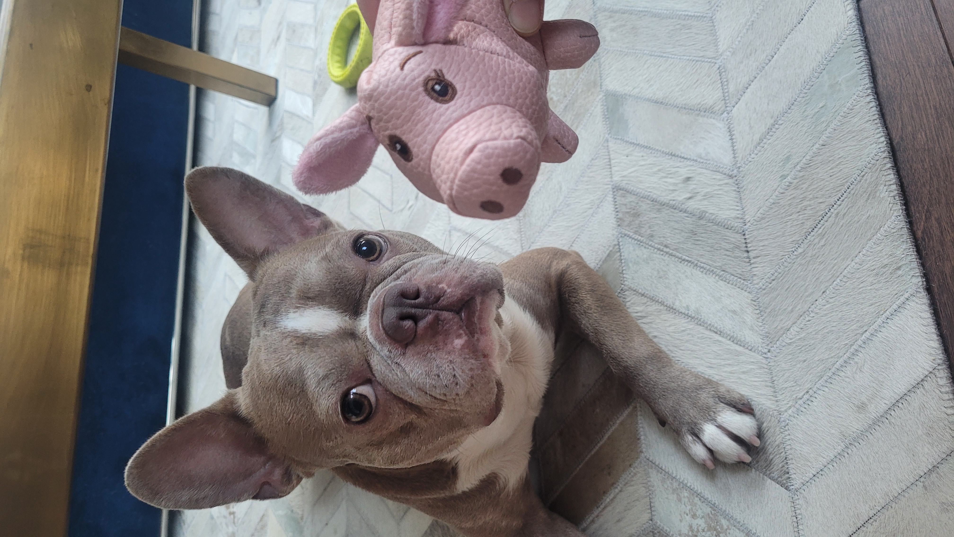 Lukethefrenchton
