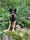 floki_der_bazi