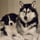 Bellathehuskydoggo