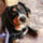 peach_the_bernese_mountain_dog