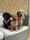 Brian.sootsie.lyla