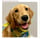 luna.thegoldenretrieverpr