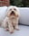 melle.the.maltipoo