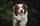 mexx_the_aussie